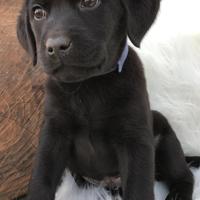 Labrador Retriever neri