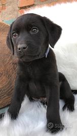 Labrador Retriever neri