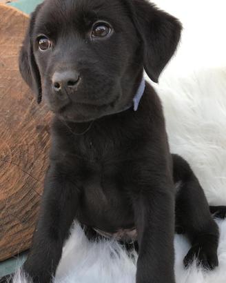 Labrador Retriever neri