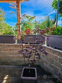 Acer palmatum Hino tsukasa rosso Anguillara S.