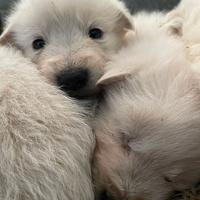 Cuccioli da guardiania