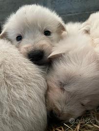 Cuccioli da guardiania