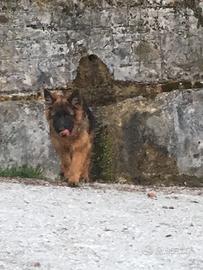 Pastore tedesco pelo lungo per accoppiamento