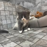 Gatti Siberiani