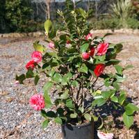 CAMELIA (Camellia japonica)