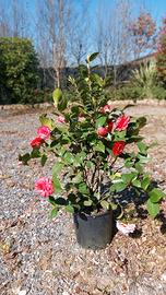 CAMELIA (Camellia japonica)