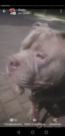 American bully