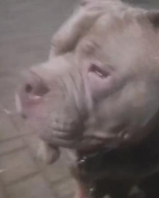 American bully