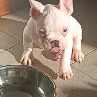Bulldog francese
