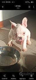 Bulldog francese