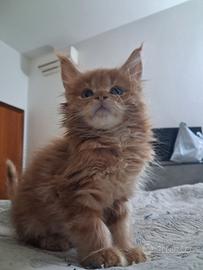 Maine coon