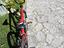 Immagine 1