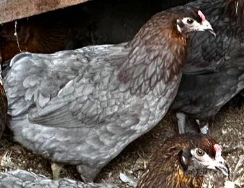 Galline ornamentali olive egger