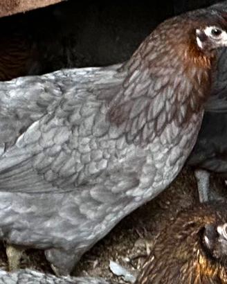Galline ornamentali olive egger