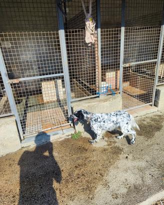 Setter inglese femmina 2 anni
