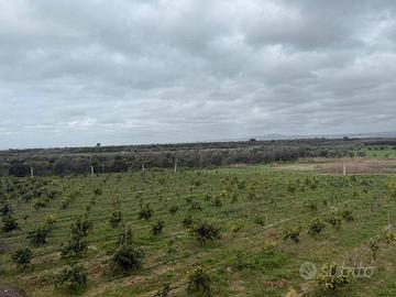 Terreno Agricolo - Massafra