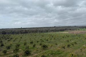 Terreno Agricolo - Massafra