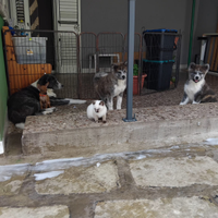 Cuccioli di Akita Inu con pedigree enci