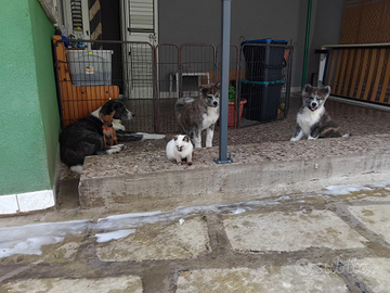 Cuccioli di Akita Inu con pedigree enci