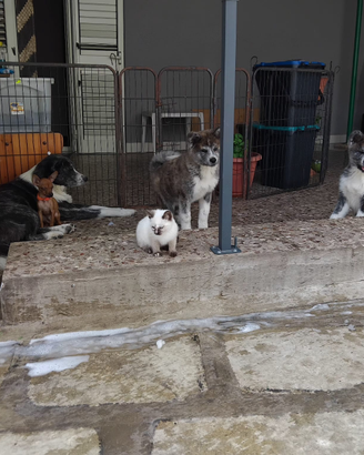 Cuccioli di Akita Inu con pedigree enci