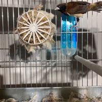 Passerò del Giappone