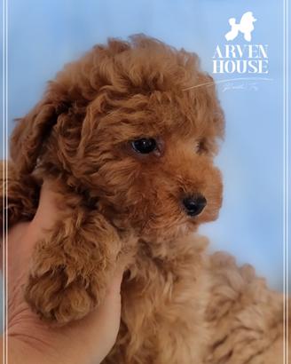 Barboncino toy fulvo