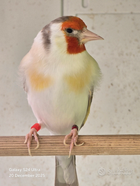 Cardellino agata pastello