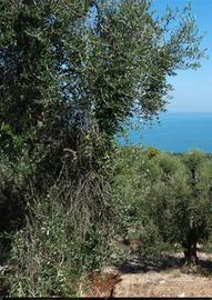 Terreno uliveto a Vico del Gargano