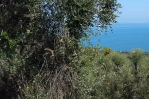 Terreno uliveto a Vico del Gargano