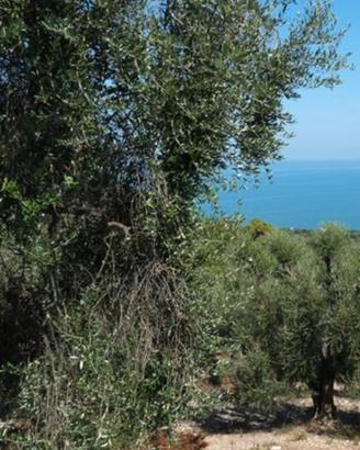 Terreno uliveto a Vico del Gargano