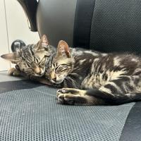 Si regalano due gattini