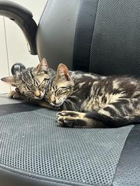 Si regalano due gattini