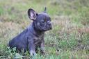 cuccioli-di-bulldog-francesi-blu
