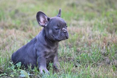 Cuccioli di bulldog francesi blu