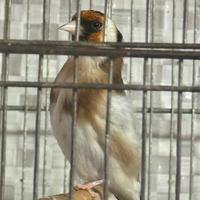 Cardellino mayor angestrale, portatore di Pezzati