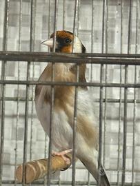 Cardellino mayor angestrale, portatore di Pezzati