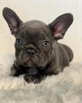 Bulldog francese cuccioli