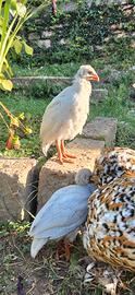 Galline faraone color lavanda