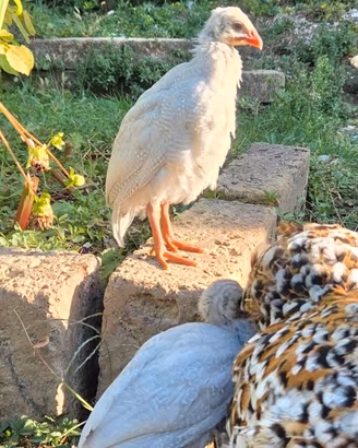 Galline faraone color lavanda