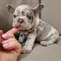 Bulldog francese liliac merle maschio