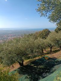 Terreno con uliveto in collina