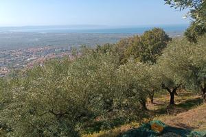 Terreno con uliveto in collina