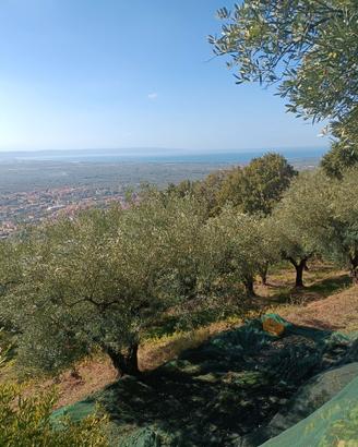Terreno con uliveto in collina