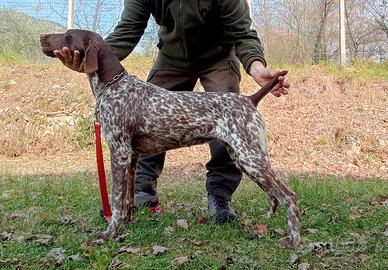 Kurzhaar femmina di 8 mesi genetica Pradellinensis