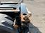 Immagine 13