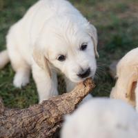 Cuccioli di golden retriever