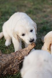 Cuccioli di golden retriever