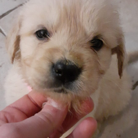 Golden retriever cuccioli