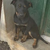 Cucciola simil rottweiler mini di 4 mesi