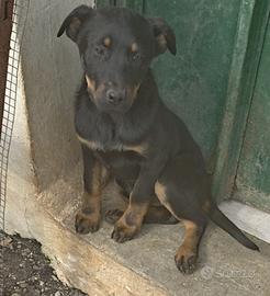 Cucciola simil rottweiler mini di 4 mesi